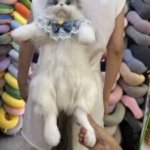 Imagen anterior del producto